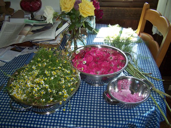 Dehydrater - chamomile, fairy roses, damascus roses, dill, marigolds crop July 2019.jpg