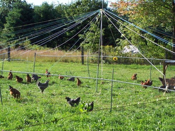 Circus tent & chickens1 crop August 08.jpg