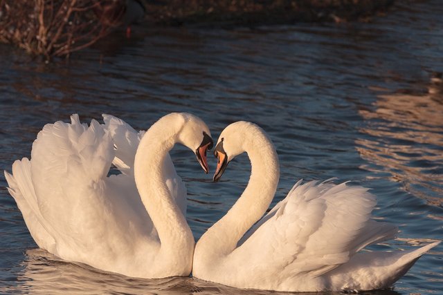 swans-2116649_1280.jpg