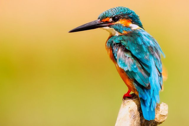 kingfisher-g7e069b848_1920.jpg