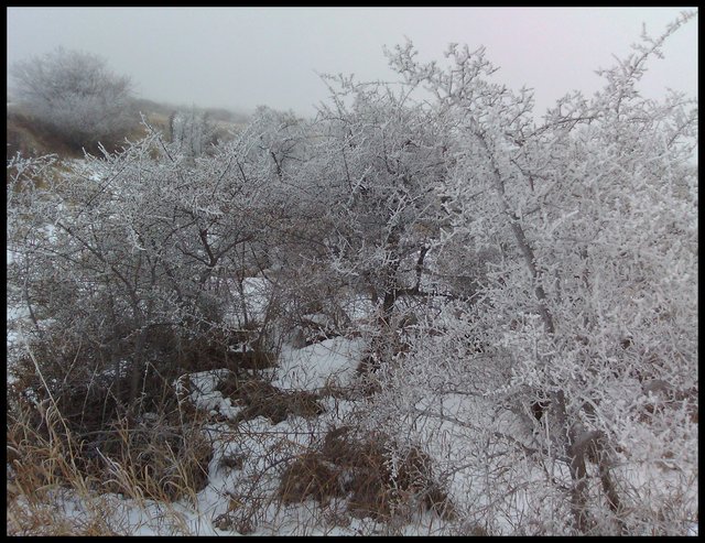 view of hoar frost on group of bushes.JPG