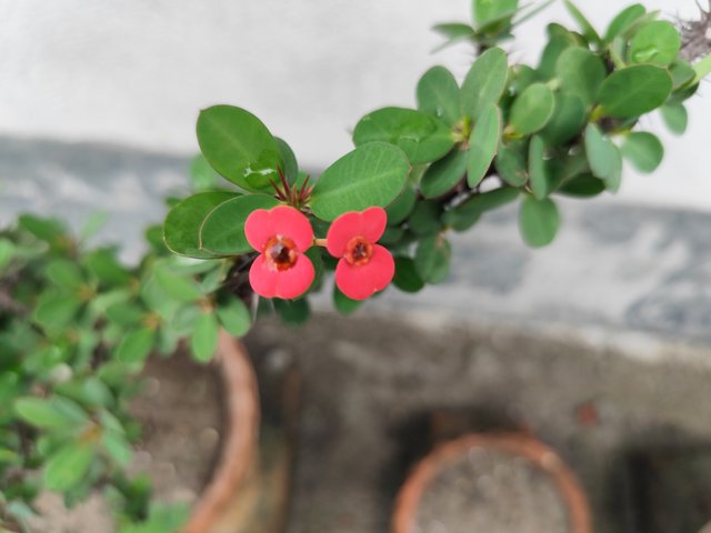 IMG_20250619_121858.jpg