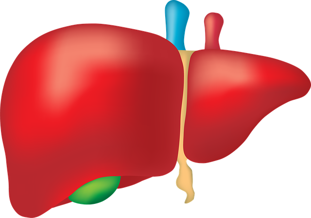 liver-2934612_640.png