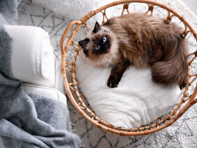 cute-balinese-cat-in-basket-at-home--top-view--fluffy-pet-1289382619-4019e725b10e4613bbba5b1058a76ec4.jpg