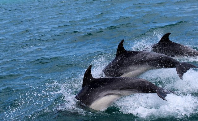 dolphins-2532975_1280.jpg