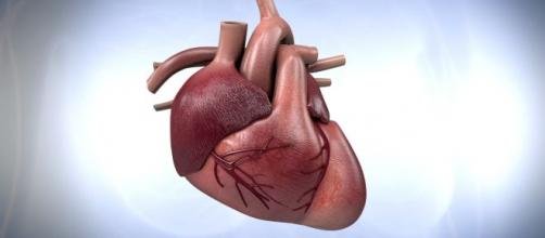 el-corazon-es-uno-de-los-organos-mas-sorprendentes-el-cuerpo-humano_2373381.jpg