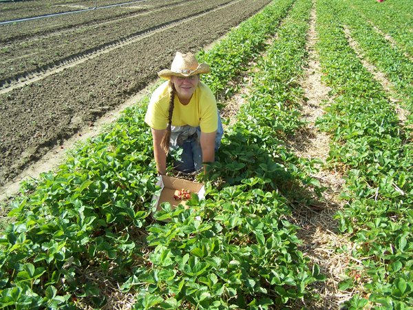 Pam picking strawberries1 crop June 2018.jpg