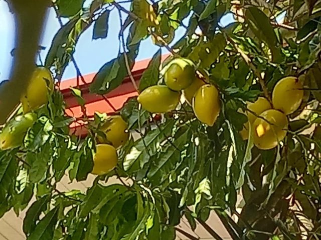 fruits brazillian star apples.jpg