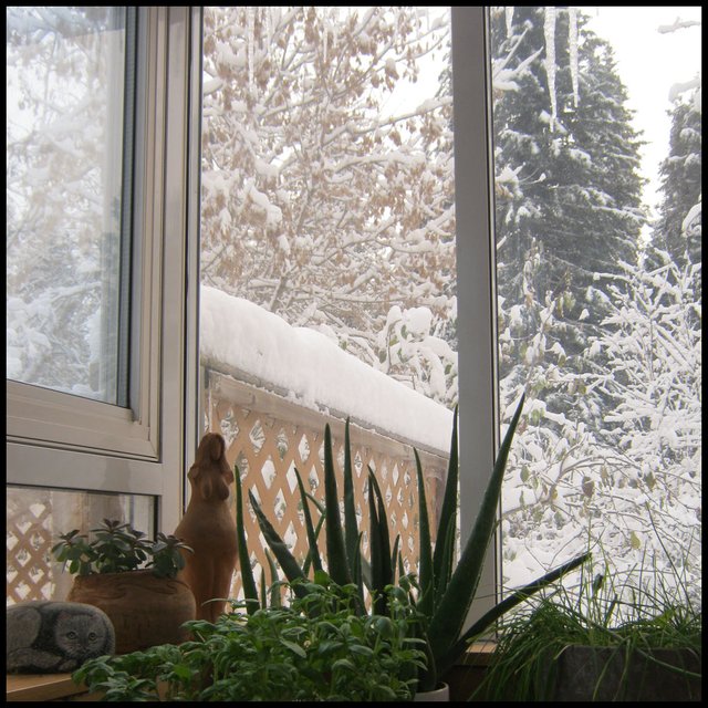 inside sunroom east corner basil aloe vera sculpture snowy scene outside.JPG