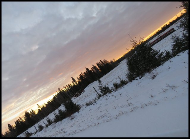 yellow pinkish sunset over horizontal band of tree silloquettes.JPG