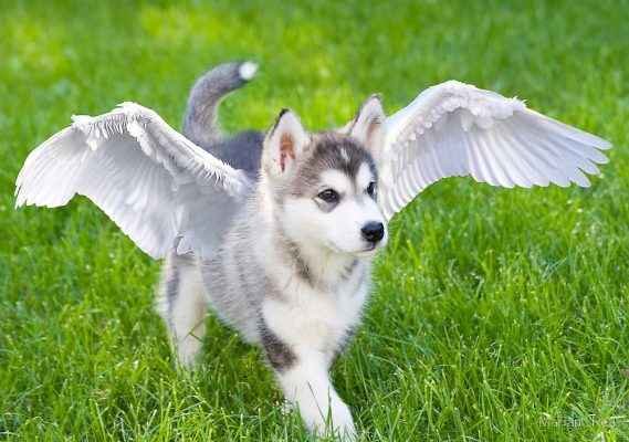 cachorro-com-asas-anjo.jpg