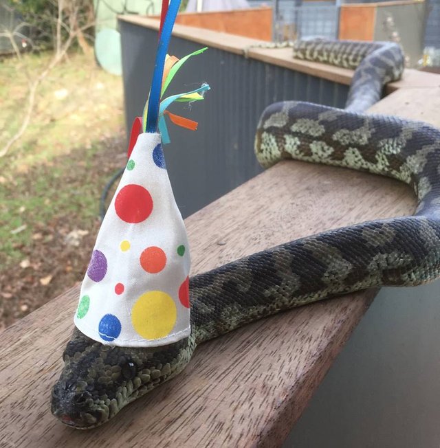 snake in a hat.jpg