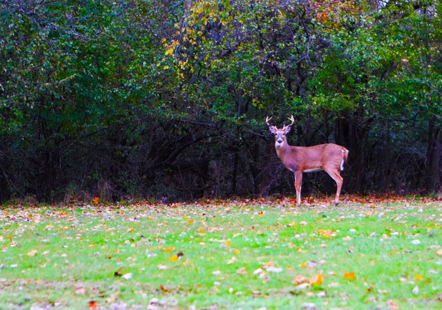 DeerBroadsidePose2.jpg