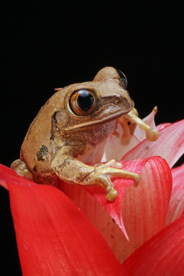 frog-77147_1920.jpg