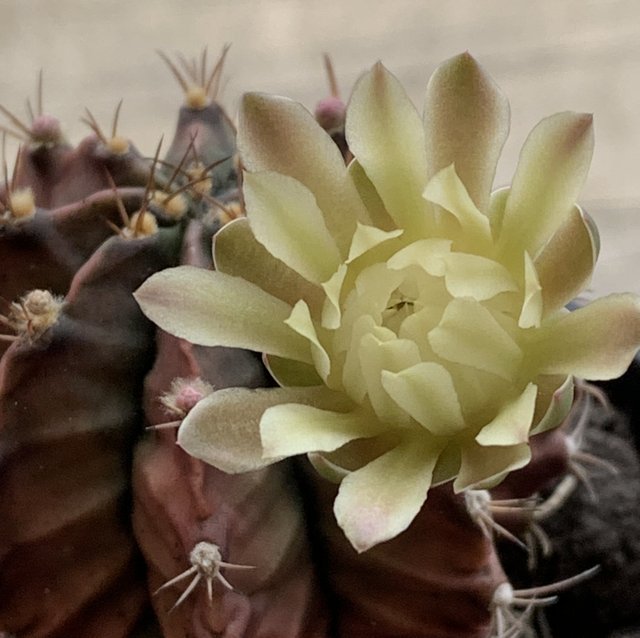 cacti1.jpg