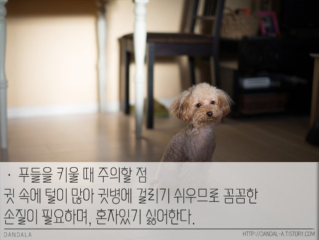 푸들5.jpg