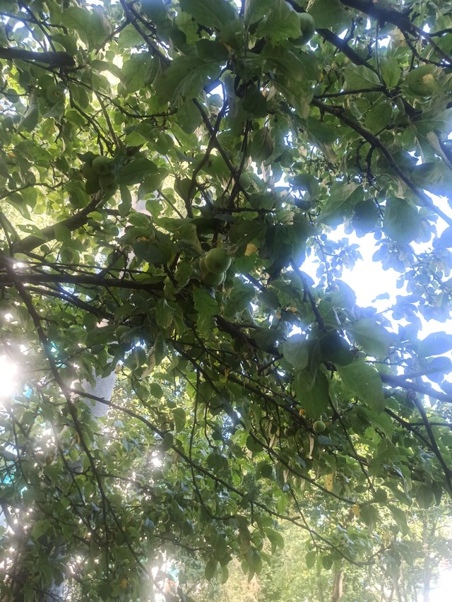 IMG_20250708_180737.jpg