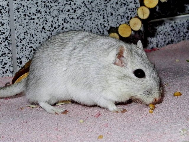 Rennmaus Bild des Tages