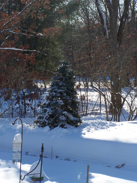 Outside tree repaired crop December 2019.jpg