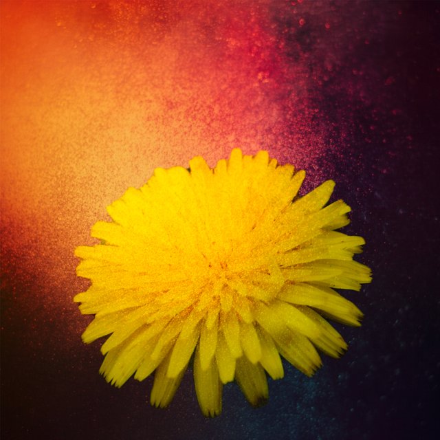 flower2.jpg
