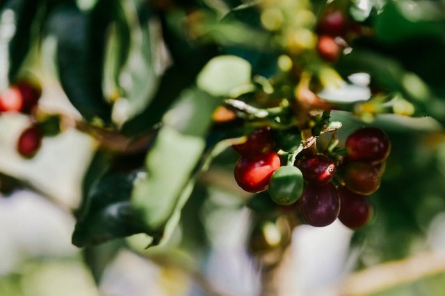 cherry-coffee-1.jpg