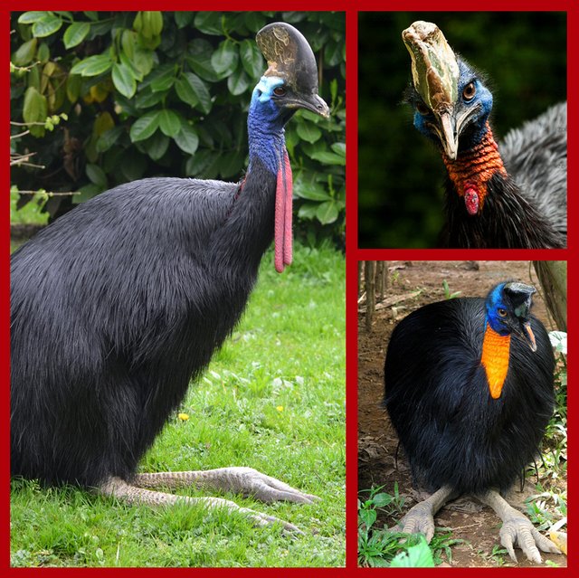 cassowary.jpg