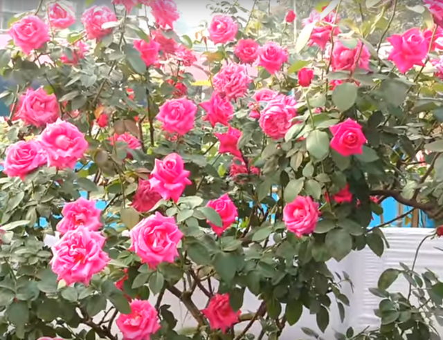 Amazing plant of rose flowers in Pakistan.png
