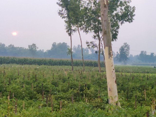 1000037087.jpg