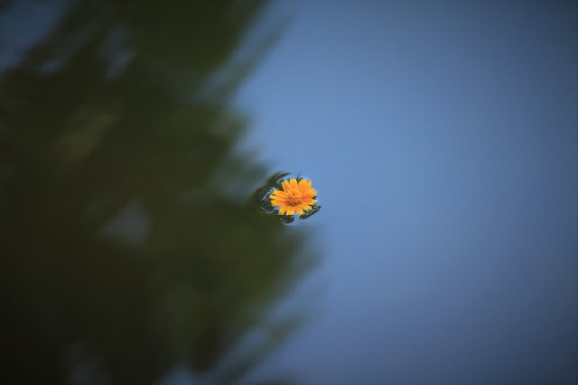 Flower floating.jpg