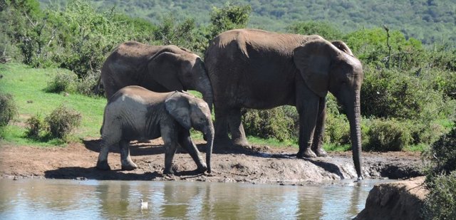 elephants-of-the-addo-elephant-national-park__landing_large.jpg