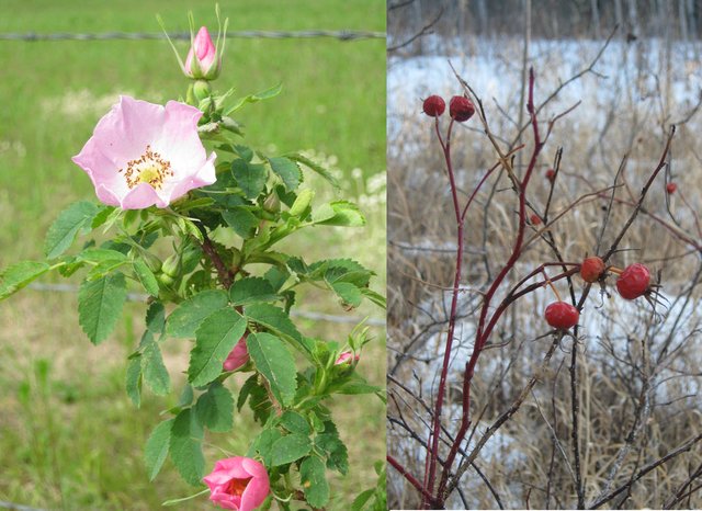 wild rose with 2 buds beautiful plus rose hips in winter.JPG