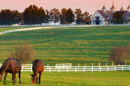 lexington-ky-horse-farm-450x300.jpg