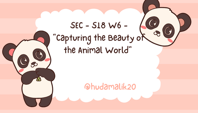 Peach Cute Panda Name Tag_20240630_132144_0000.png