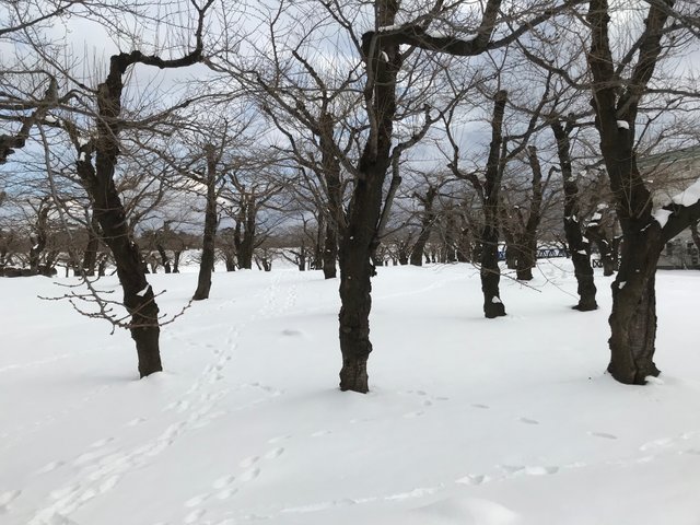 cherries at The strar illumination of Goryokaku park in winter Hakodate, Hokkaido