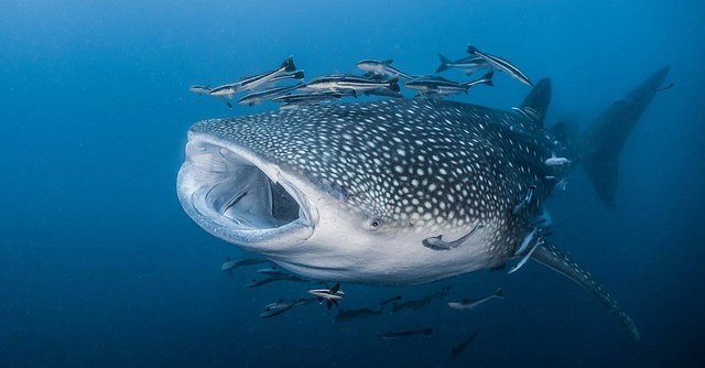 Whale-shark-header.jpg