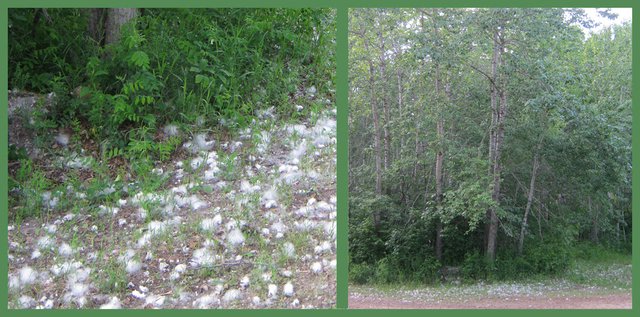 fluff from the cottonwood trees.JPG