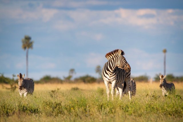 zebra-5516455_1280.jpg