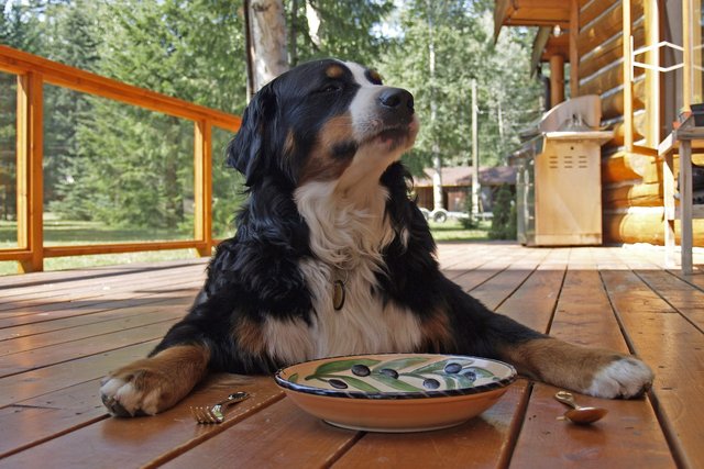 bernese-mountain-dog-208092_1280.jpg