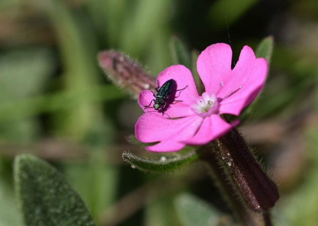 Silene littorea pink wildflower bug 2.jpg