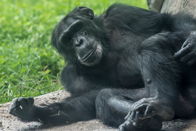 2018-06-29-HOUSTON_ZOO-6.jpg