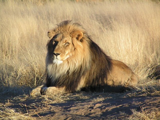 1200px-Lion_waiting_in_Namibia.jpg