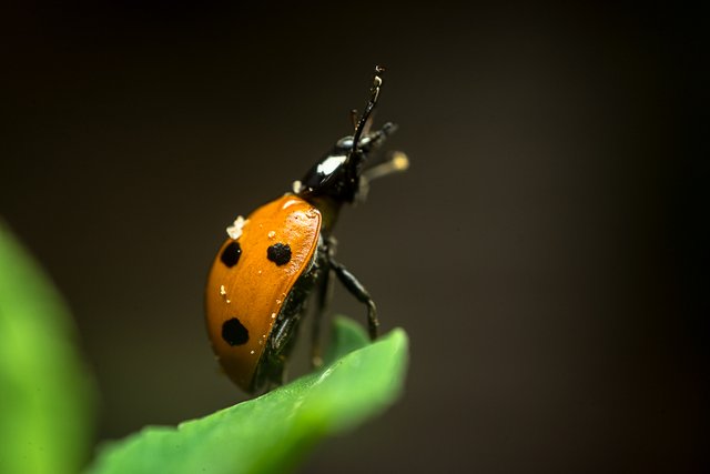 05-06-2018-ladybug-05795.jpg