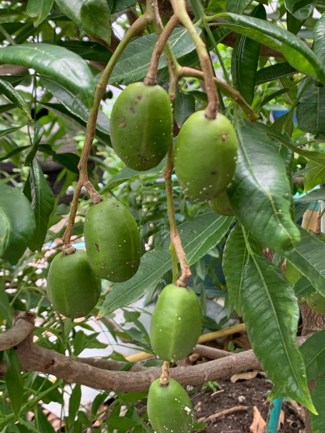 fruit21.jpg