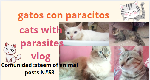 vlog49gat.PNG