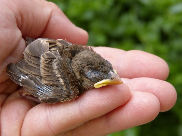 sparrow-chick-breeding-hand-161571.jpg