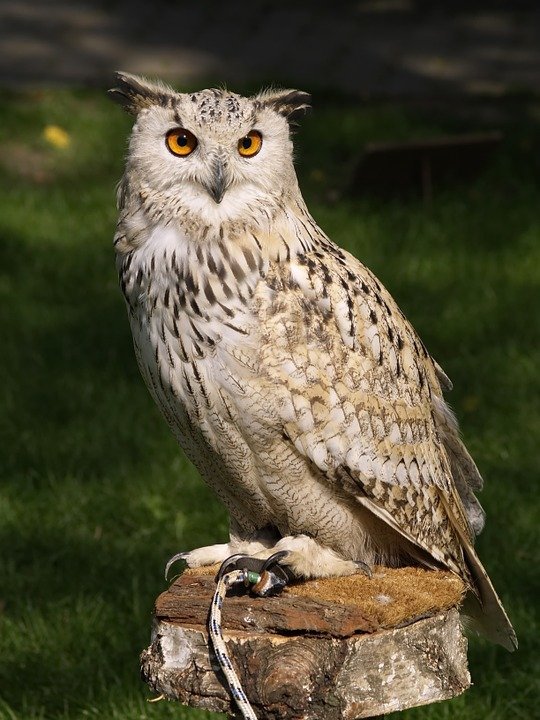 eagle-owl-377192_960_720.jpg