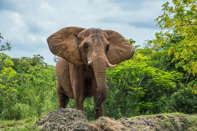 free-photo-of-elephant-in-a-jungle.jpeg