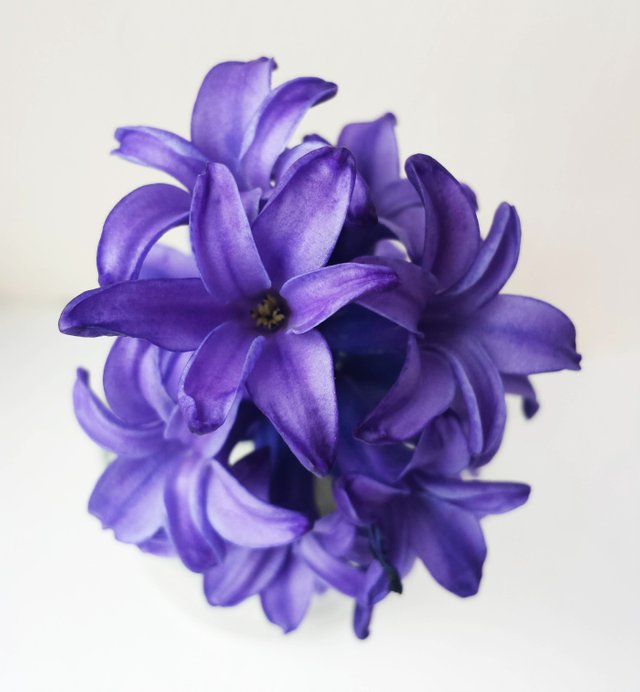 hyacinth.jpg