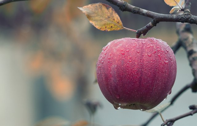 agriculture-apple-blur-257840.jpg