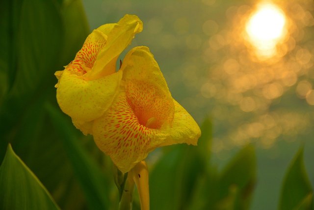 canna-1341423_1280.jpg